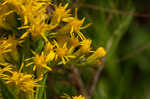 Canada goldenrod